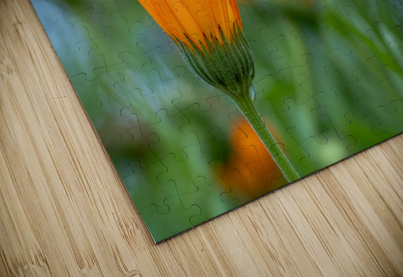 Pot Marigolds Suzanne Bonin Puzzle