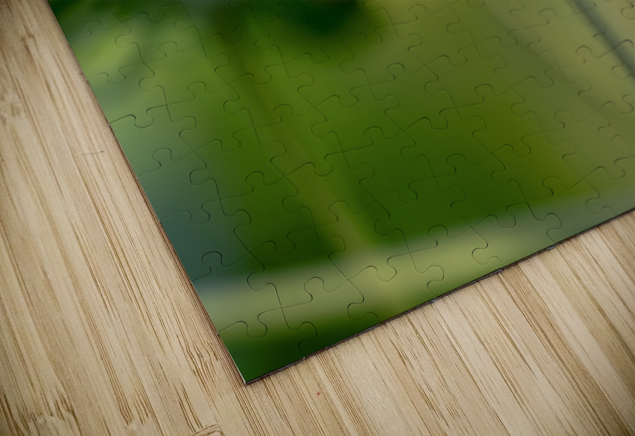 Looking Forward Suzanne Bonin Puzzle