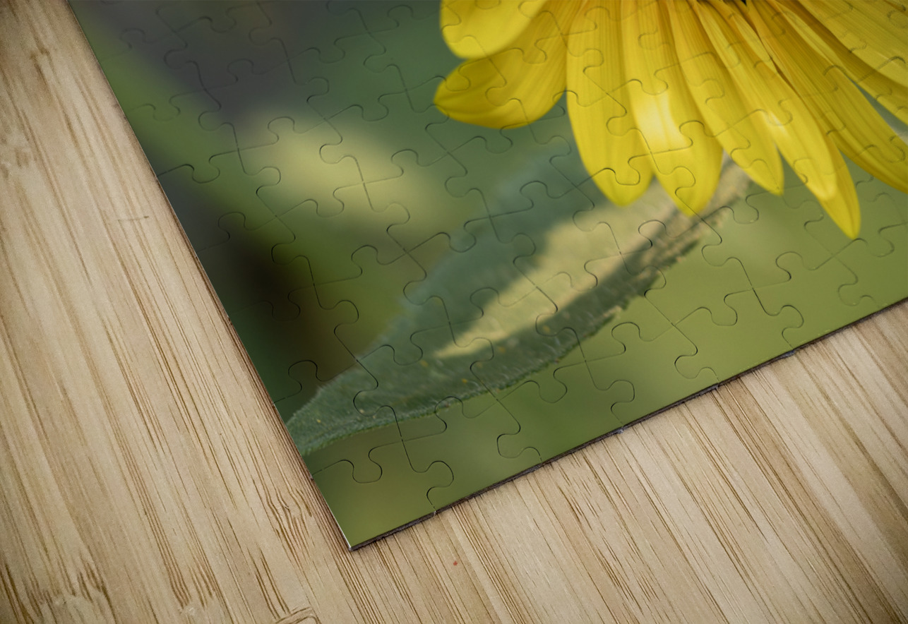 Common Sunflower Suzanne Bonin Puzzle