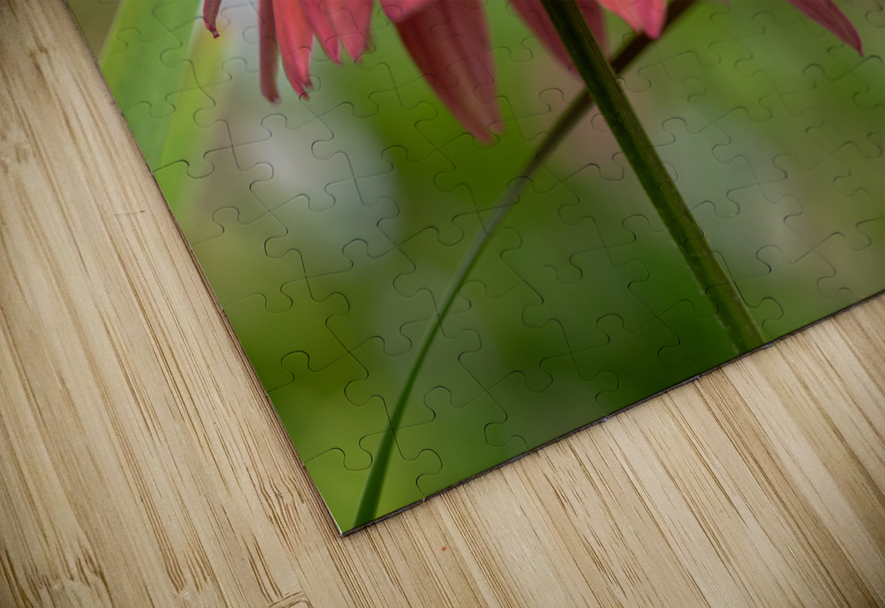 Cool One Suzanne Bonin Puzzle