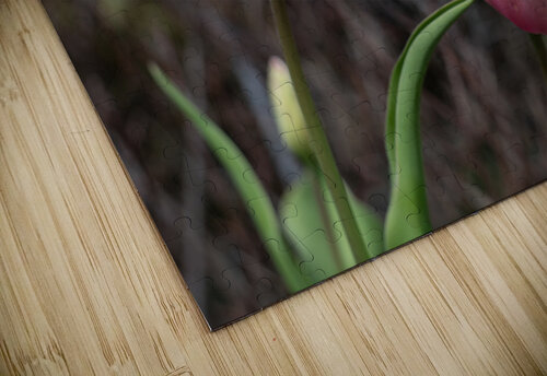 Pink Tulip Harmony Suzanne Bonin puzzle