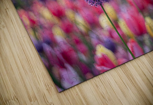  SBP5487 Suzanne Bonin puzzle