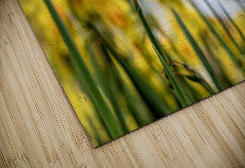  SBP6404 Suzanne Bonin puzzle