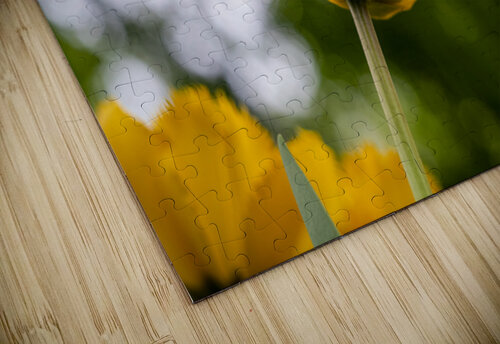 SBP5699 Suzanne Bonin puzzle