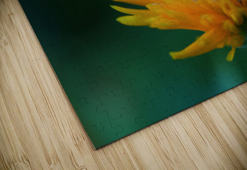 Calendula Suzanne Bonin puzzle