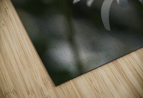 Marguerites Suzanne Bonin puzzle