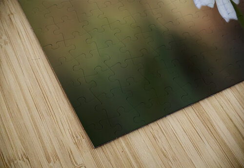 Striped Squill Suzanne Bonin puzzle