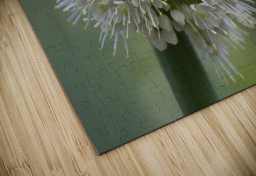 Allium Pskemense Suzanne Bonin puzzle