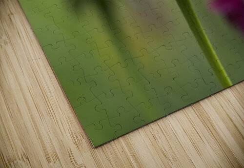 Coneflower Blooming Suzanne Bonin puzzle