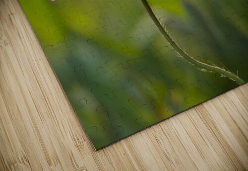 Color Burst Suzanne Bonin puzzle