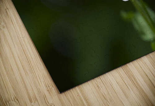 Catchfly Suzanne Bonin puzzle