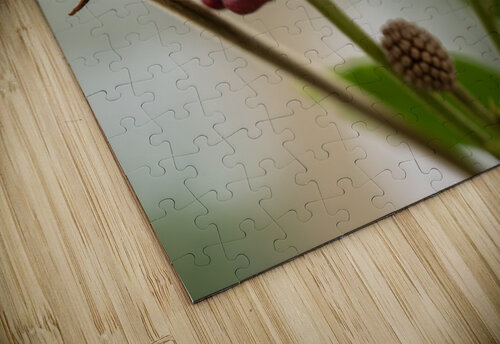 Powder Puff Buds Suzanne Bonin puzzle