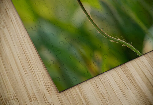 Pretty Poppy Suzanne Bonin puzzle