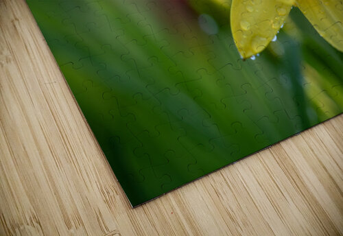 Wet Daylily Suzanne Bonin puzzle