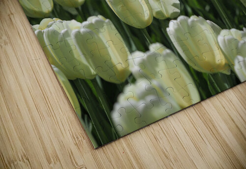 Field Of White Tulips Suzanne Bonin puzzle