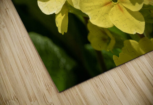 Cowslip Suzanne Bonin puzzle