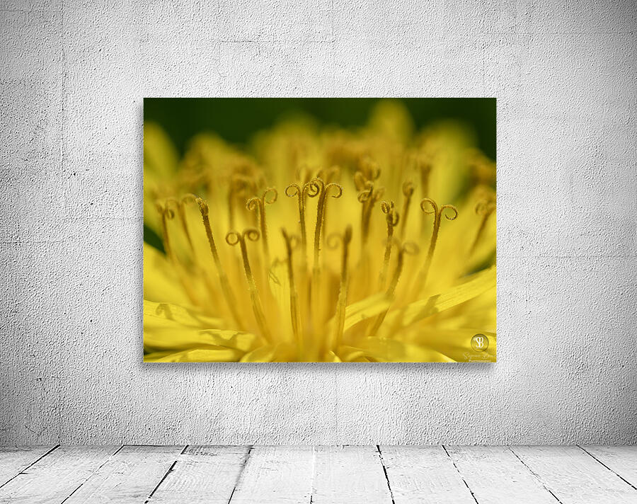 Dandelion Wall Preview