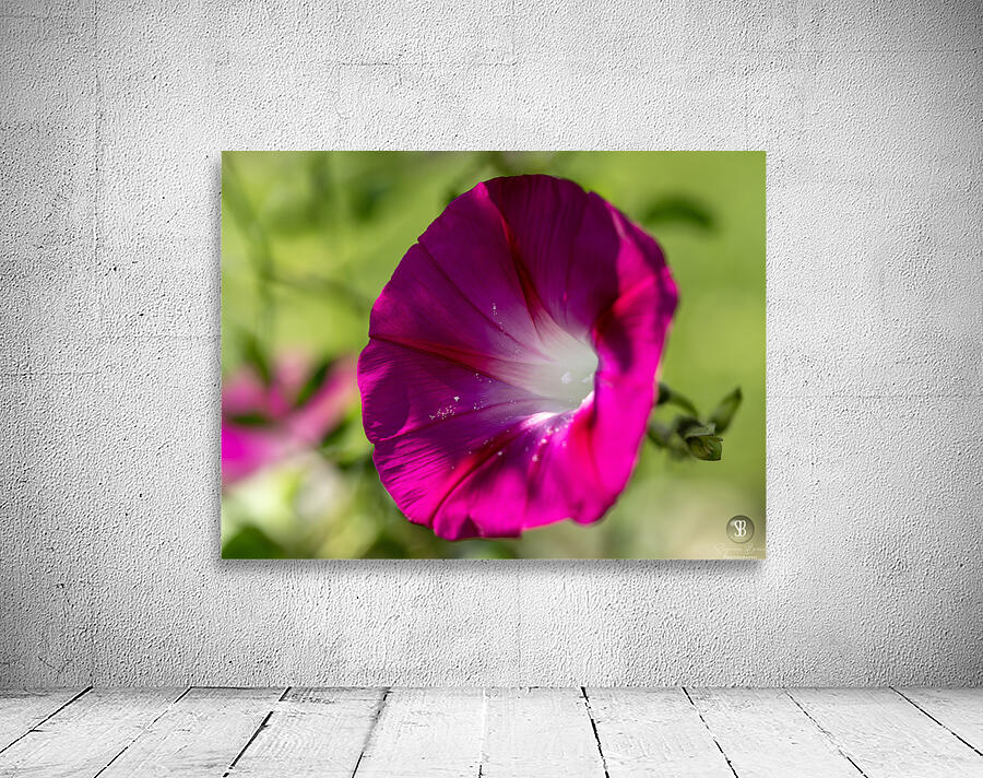 Pretty Trumpet Wall Preview