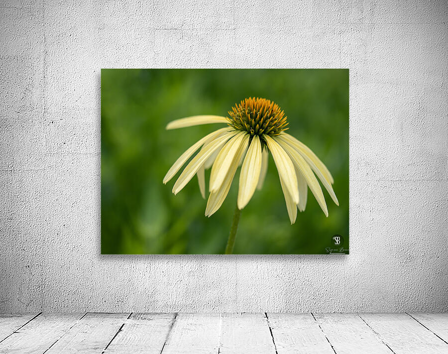 Yellow Echinacea Flower Wall Preview