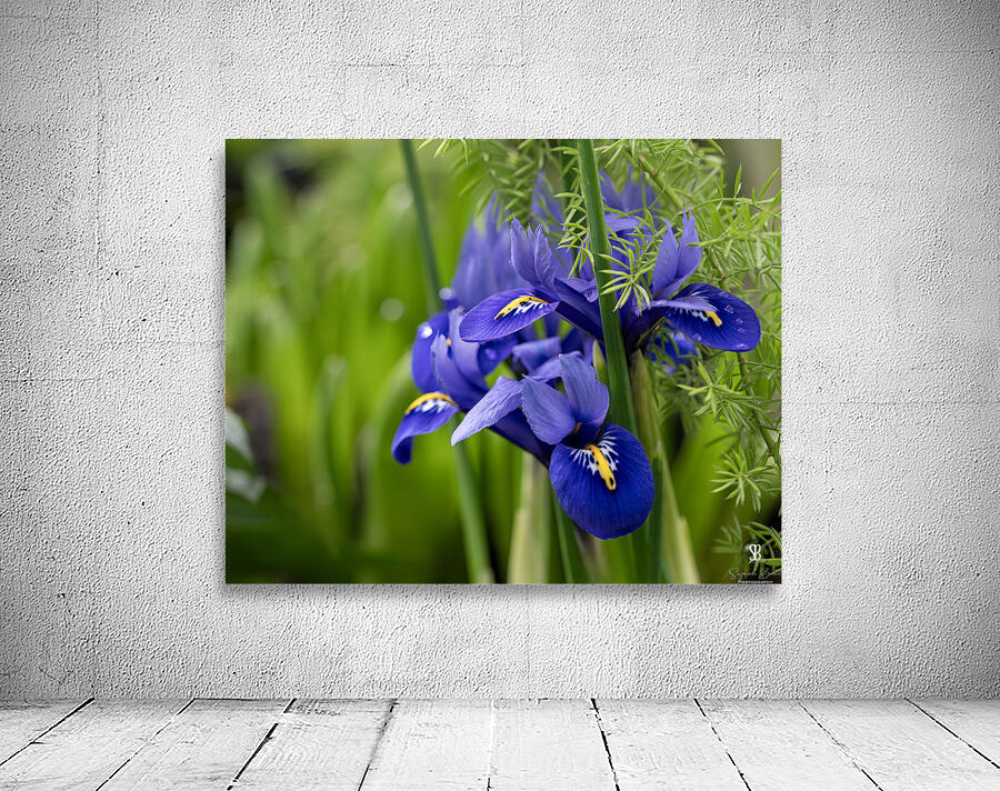 Velvet Blues Wall Preview