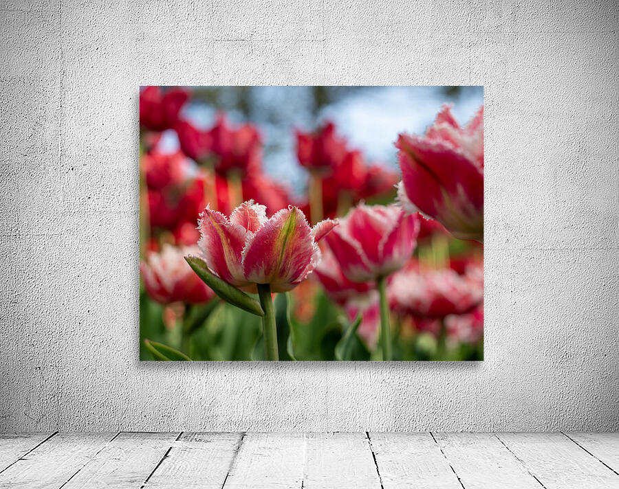  SBP7969 Wall Preview