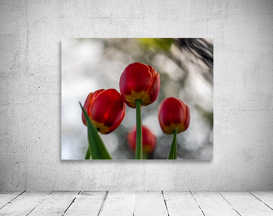  SBP8016 Wall Preview