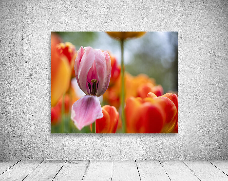 SBP5727 Wall Preview