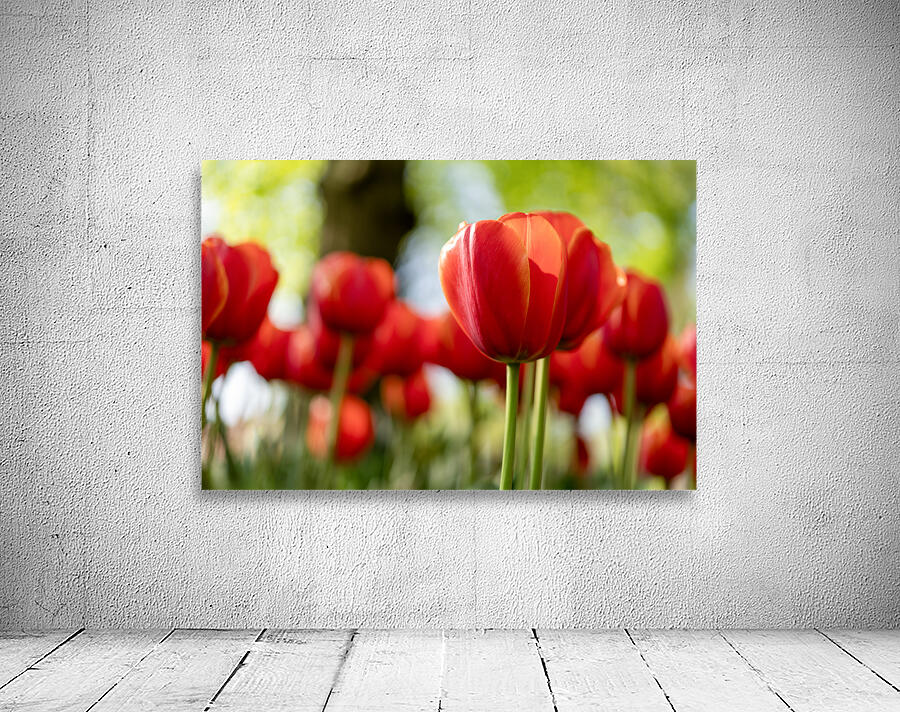 SBP6265 Wall Preview