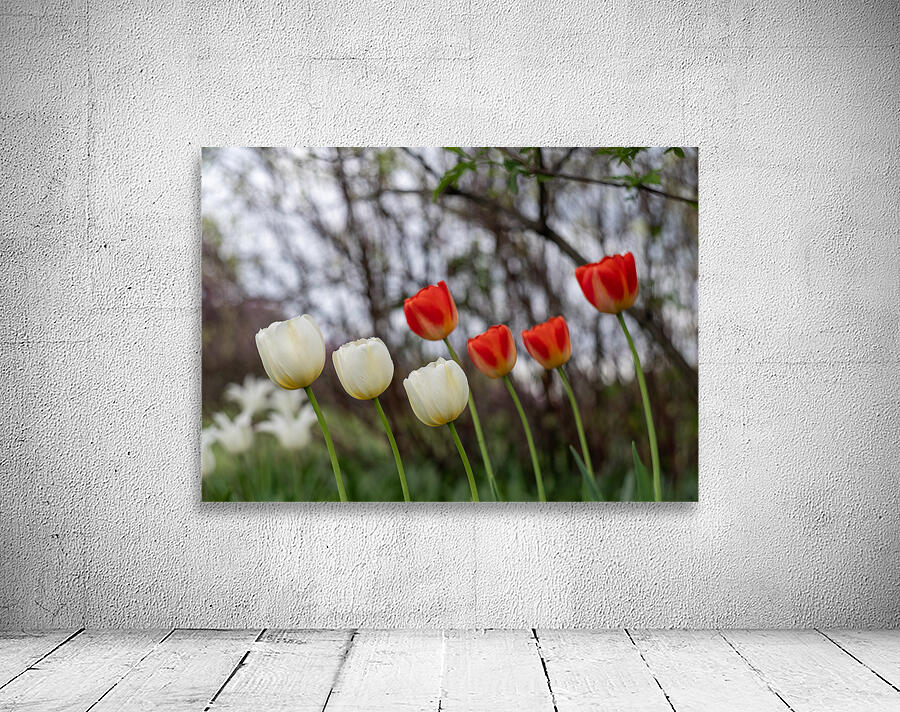 SBP8417 Wall Preview