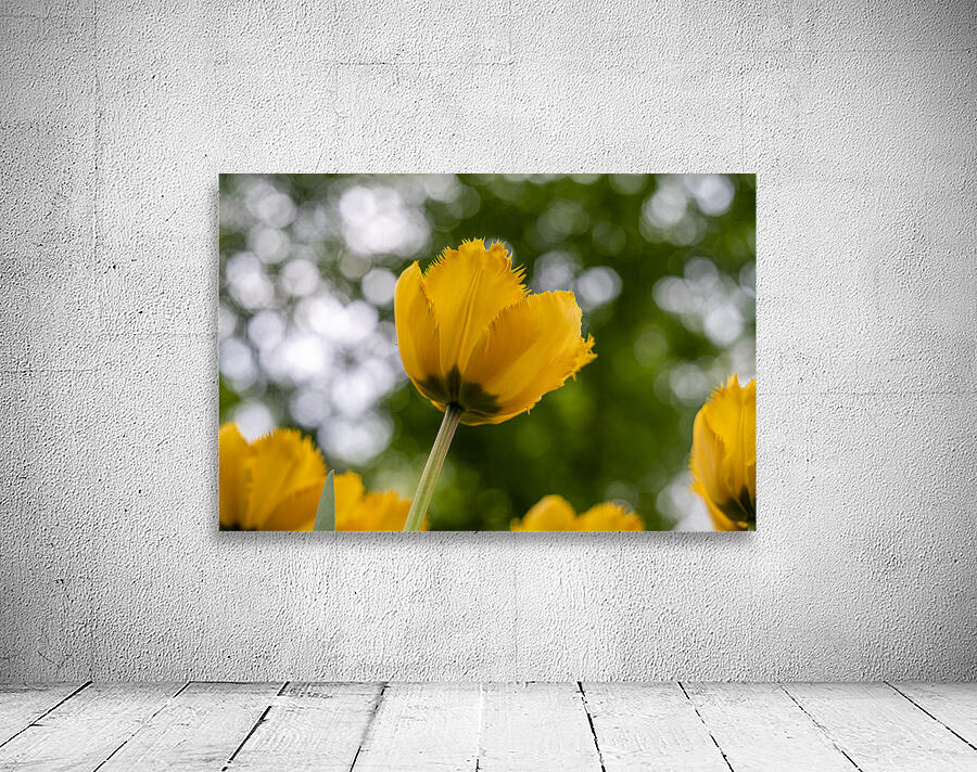 SBP5699 Wall Preview