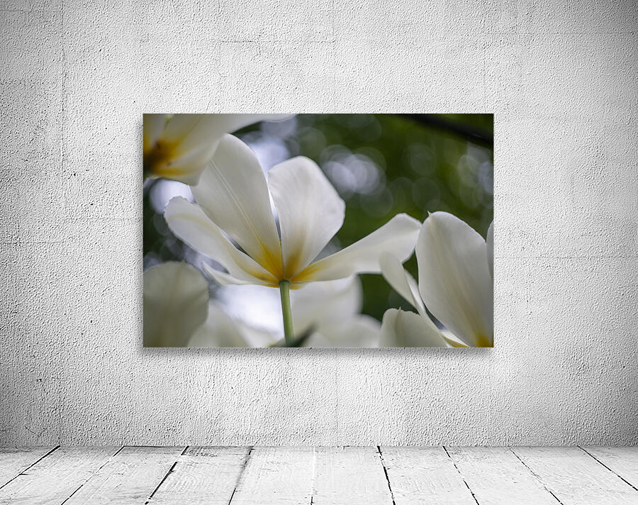 SBP5705 Wall Preview