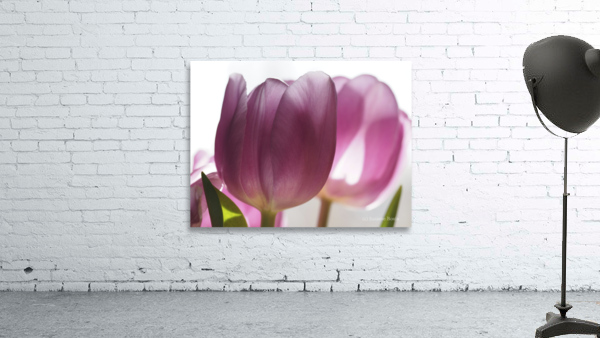 Pink Tulips Wall Preview