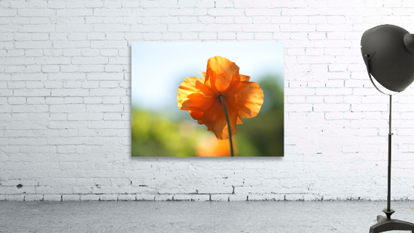 Poppy Burning Wall Preview