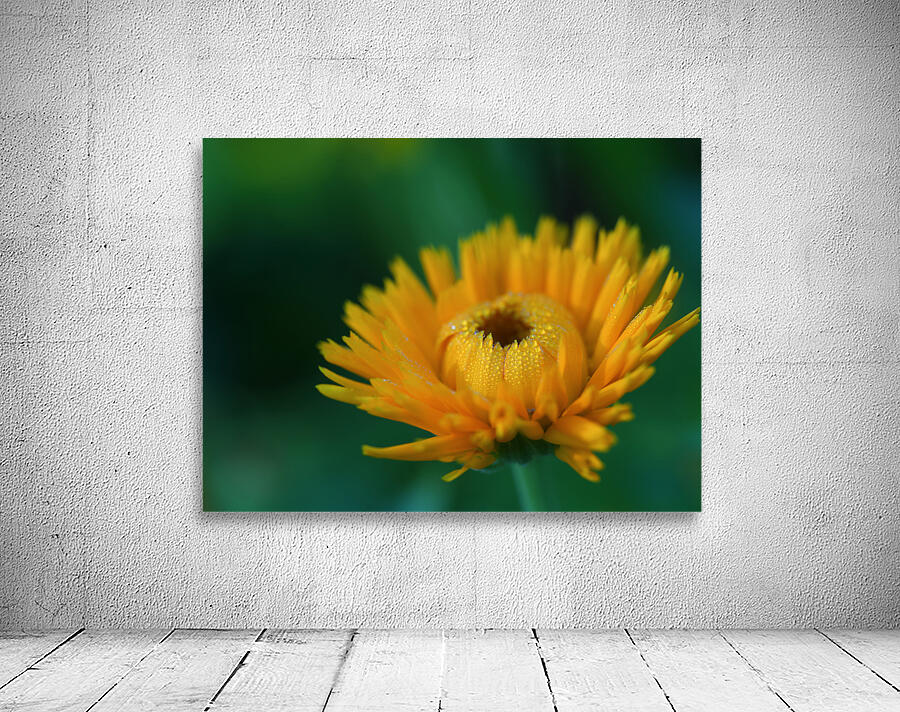 Calendula Wall Preview