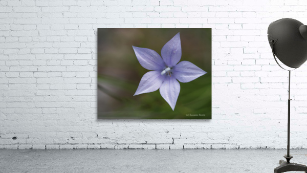 I See Blue Wall Preview