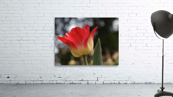 Happy One Wall Preview