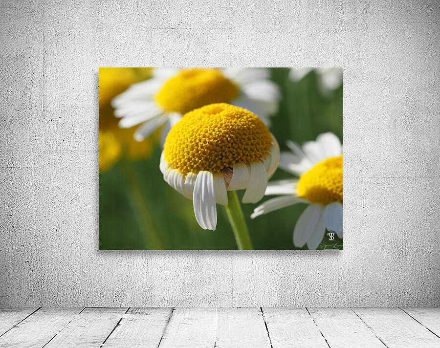 Chamomile Wall Preview