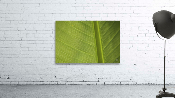 Some Leaf Wall Preview