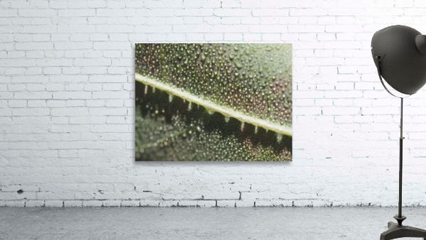 Leaf with Morning Dew Wall Preview