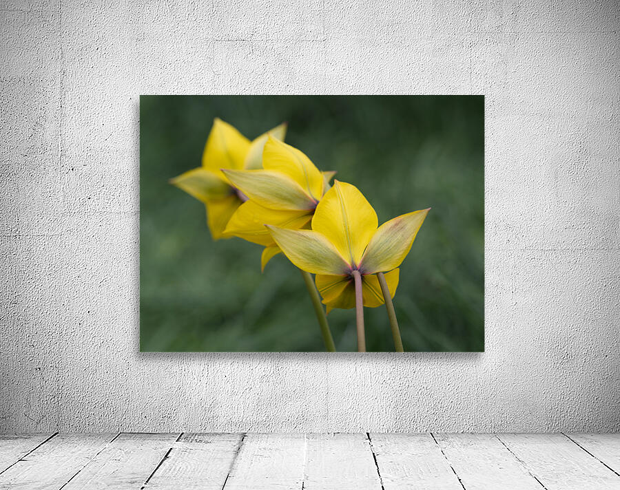 Spring Forward Wall Preview