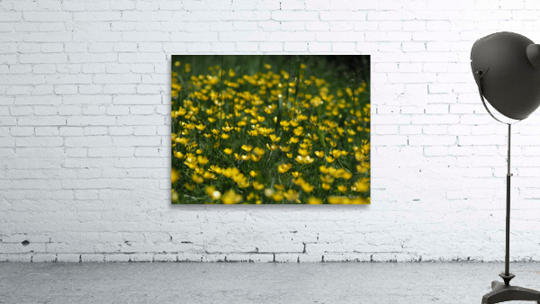 Tall Buttercup Field Wall Preview