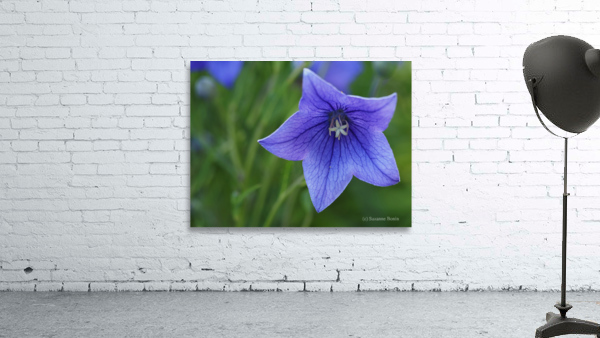 Balloon Flower Wall Preview