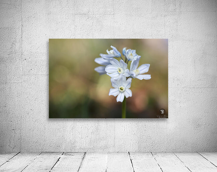 Striped Squill Wall Preview