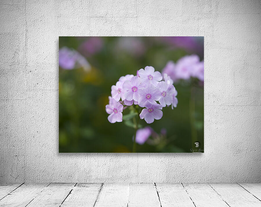 Delicate Ones Wall Preview