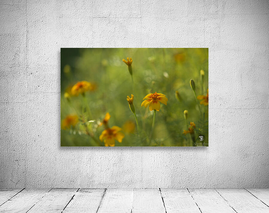 Field of Wild Marigolds Wall Preview