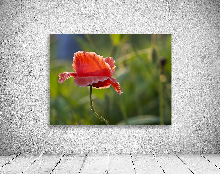 Color Burst Wall Preview