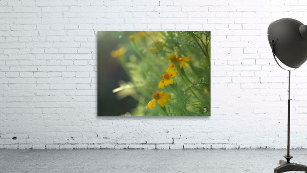 Wild Marigolds Wall Preview