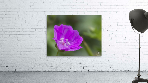 Wild One Wall Preview