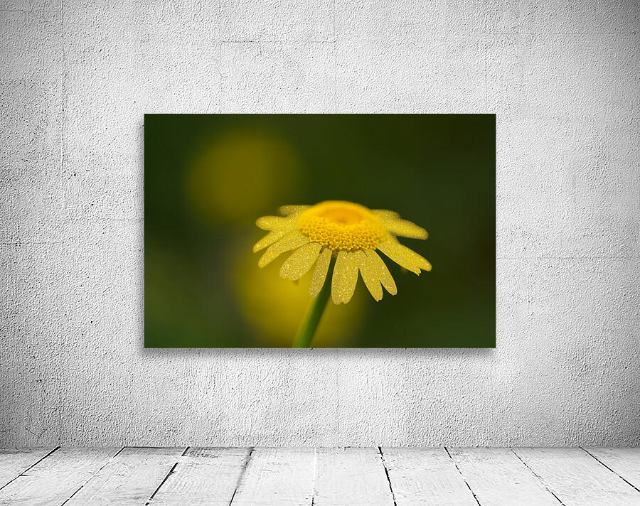 Golden One Wall Preview