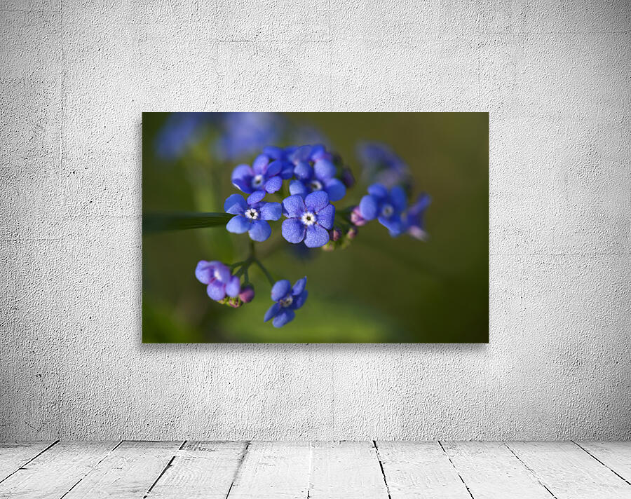 Beautiful in Blue Wall Preview